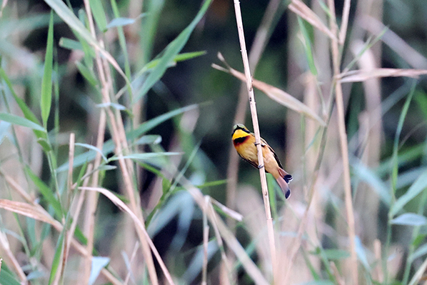 Little Bee-eater